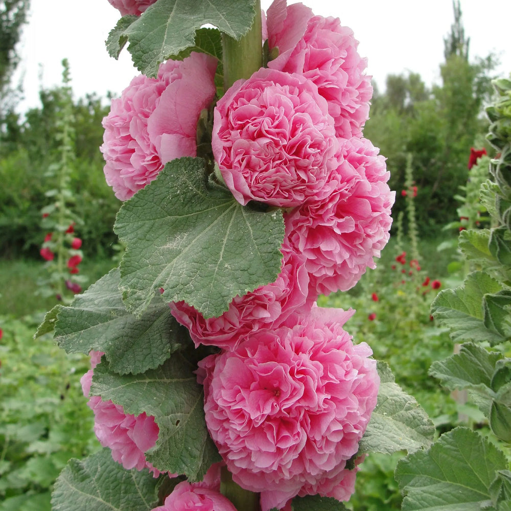 Last Day Sale - 50% OFF-🌸🌿Double Hollyhock Seeds-Color Mix (200 seeds/pack)