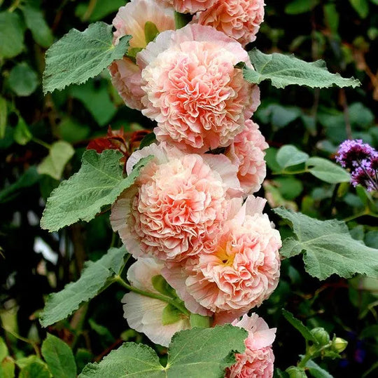 Last Day Sale - 50% OFF-🌸🌿Double Hollyhock Seeds-Color Mix (200 seeds/pack)