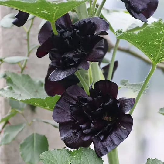 Last Day Sale - 50% OFF-🌸🌿Double Hollyhock Seeds-Color Mix (200 seeds/pack)