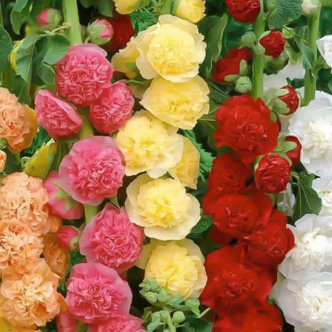 Last Day Sale - 50% OFF-🌸🌿Double Hollyhock Seeds-Color Mix (200 seeds/pack)