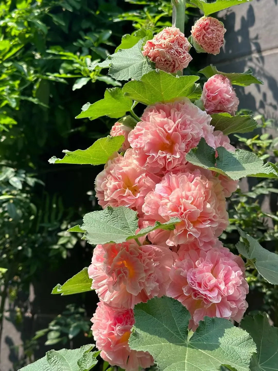 Last Day Sale - 50% OFF-🌸🌿Double Hollyhock Seeds-Color Mix (200 seeds/pack)