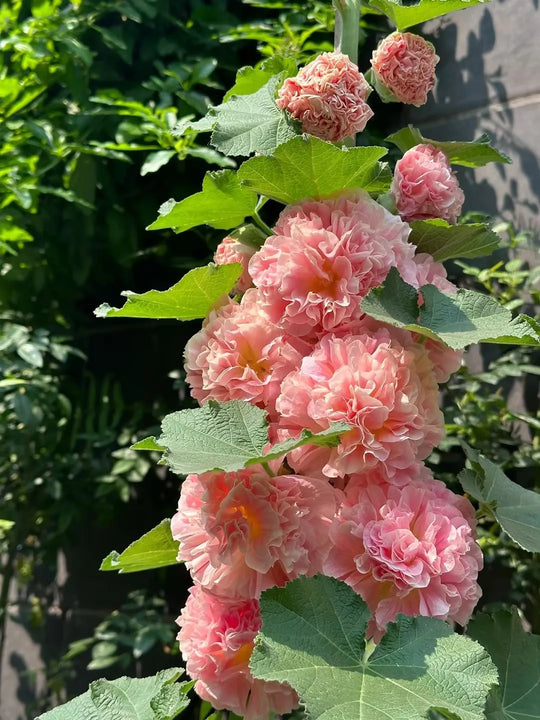 Last Day Sale - 50% OFF-🌸🌿Double Hollyhock Seeds-Color Mix (200 seeds/pack)
