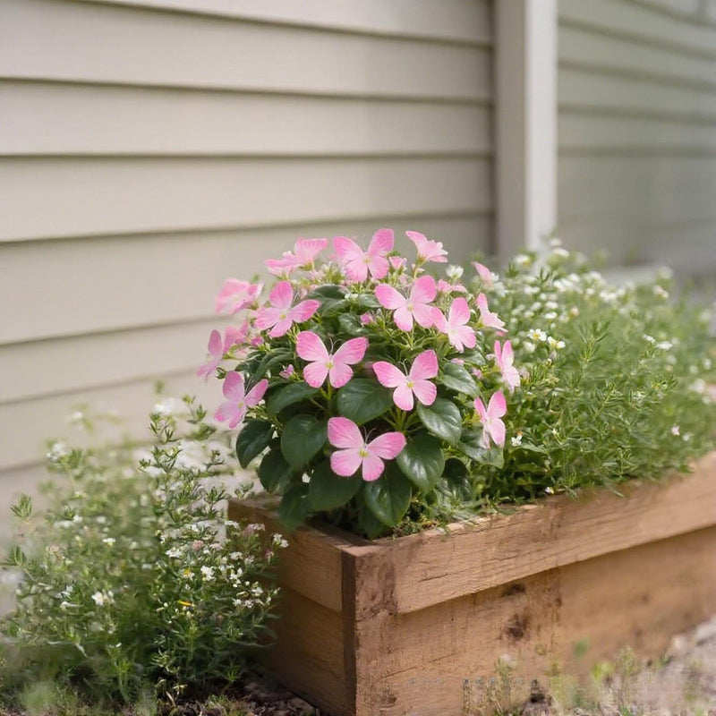 🦋 Whimsical Butterfly Shaped Flower Seeds ✨