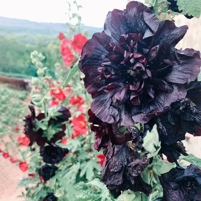 Last Day Sale - 50% OFF-🌸🌿Double Hollyhock Seeds-Color Mix (200 seeds/pack)