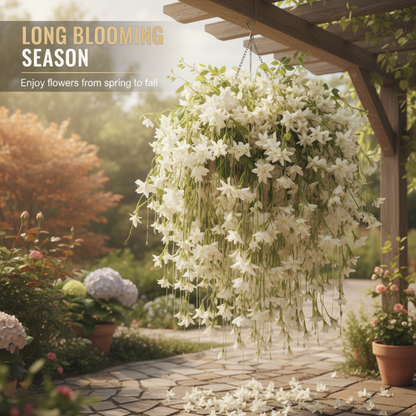 🌿Easy-to-grow Mandevilla seeds